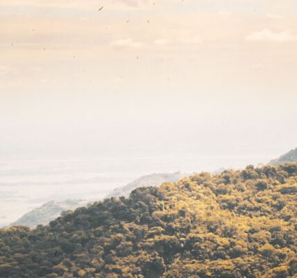 Photo Meta Tag Example